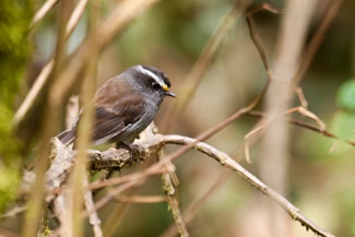 Kroontapuittiran - Ochthoeca frontalis